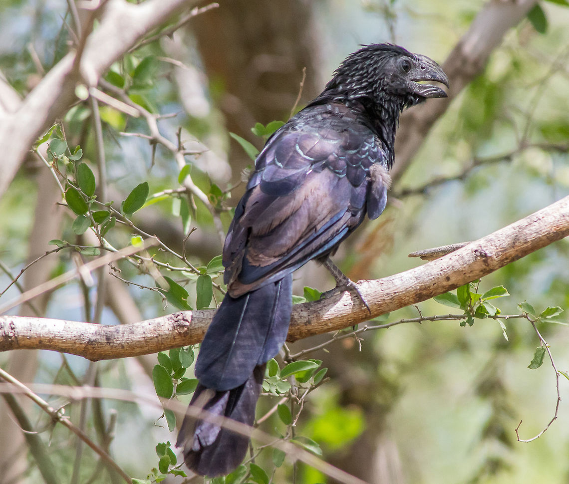 BSP Groove-billed Ani  Crotophaga sulcirostris,Geotagged,Groove-billed Ani,Summer,United States
