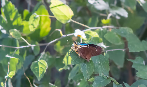 NBC Two-Barred Flasher  Astraptes fulgerator,Geotagged,Summer,Two-barred Flasher,United States