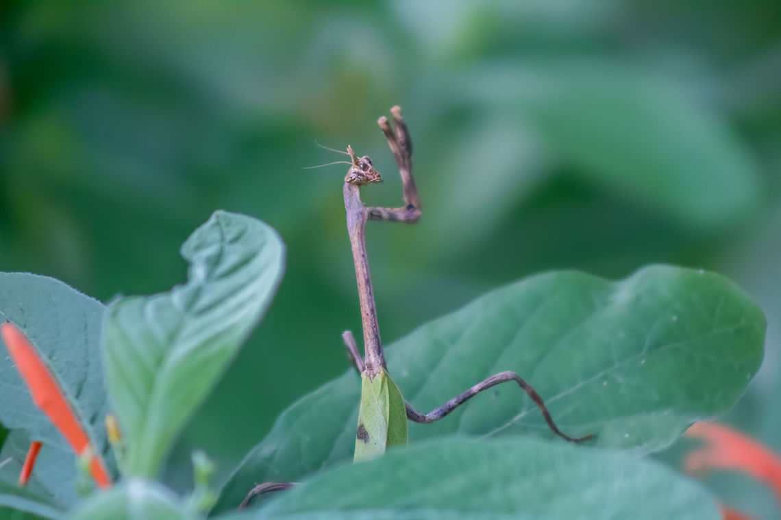 Texas Unicorn Mantis  Geotagged,Phyllovates chlorophaea,Summer,United States