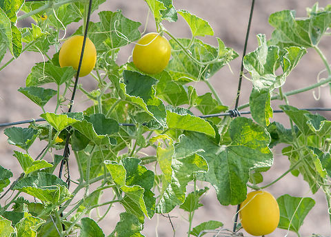 Smellmelon  Cucumis melo,Cucurbita foetidissima,Geotagged,Muskmelon,Summer,United States