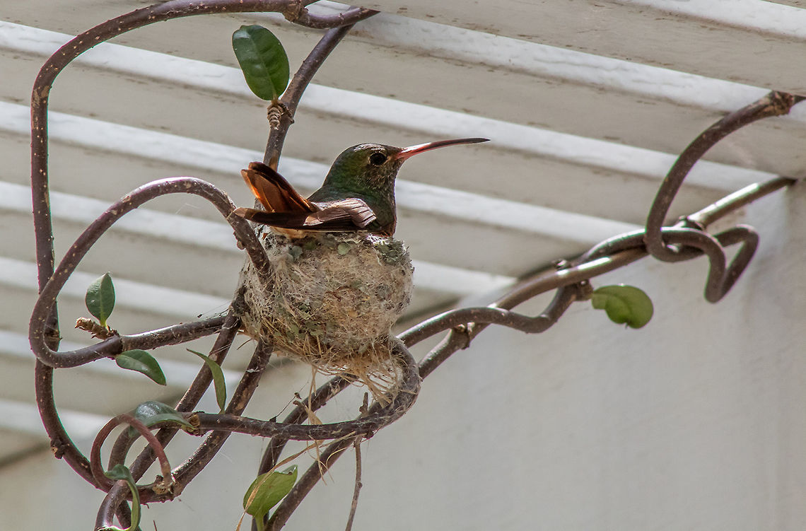 Buff-belled Hummingbird Buff-bellied Hummingbird on nest Amazilia yucatanensis,Buff-bellied hummingbird,Geotagged,Summer,United States