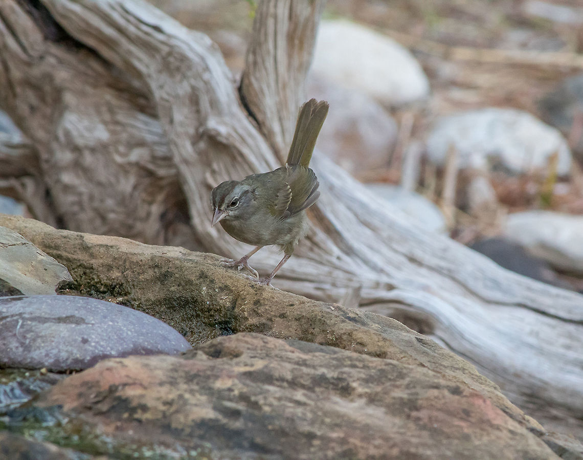 Olive Sparrow  Arremonops rufivirgatus,Geotagged,Olive sparrow,Summer,United States