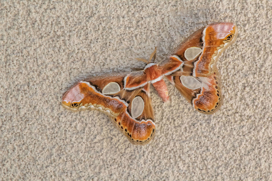 Forbes' Silkmoth  Geotagged,Rothschildia lebeau forbesi,Summer,United States