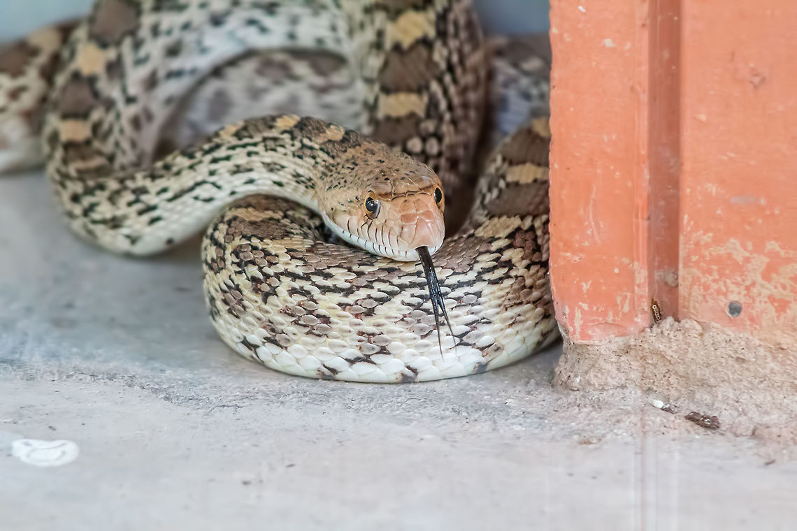 Bullsnake  Bullsnake,Fall,Geotagged,Pituophis catenifer sayi,United States