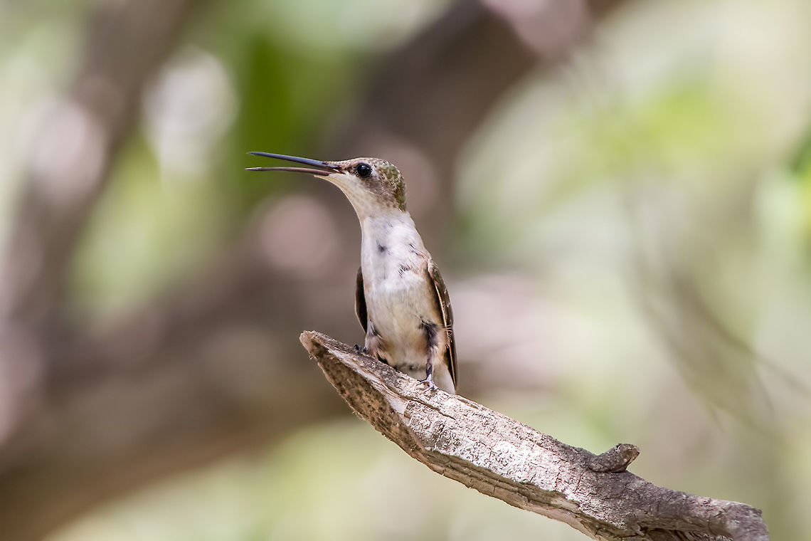 Female Ruby-throated Hummingbird  Archilochus colubris,Fall,Geotagged,Ruby-throated hummingbird,United States