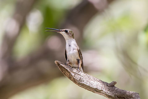 Female Ruby-throated Hummingbird  Archilochus colubris,Fall,Geotagged,Ruby-throated hummingbird,United States