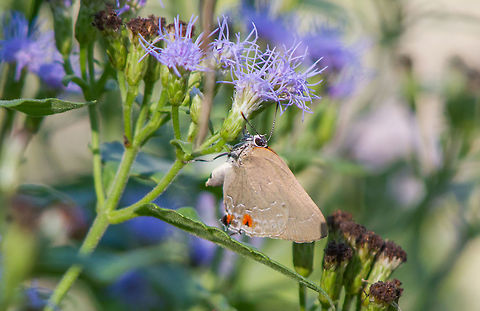 Shadowed Hairstreak  Fall,Geotagged,Ira Hairstreak,Michaelus ira,United States