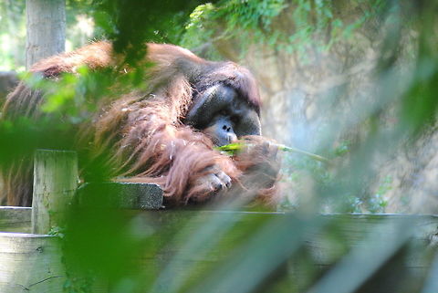 Snack Time @ the Houston Zoo Species - Bornean orangutan at the Houston Zoo enjoying a snack! Bornean orangutan,Pongo pygmaeus,wildlife photography,zoo