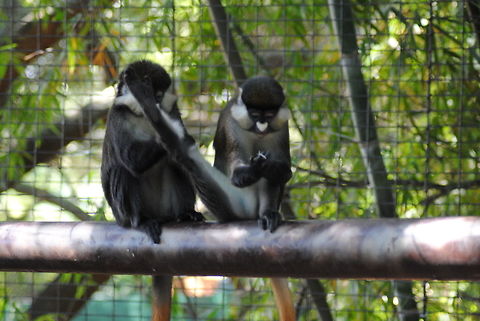 Monkey Love @ Houston Zoo Red Tailed Guenon grooming each other at the Houston Zoo Cercopithecus ascanius,Red-tailed monkey