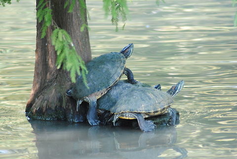 Oops! Excuse me! Western Pond Turtle - Emydidae enjoying some sun bathing at the Houston Zoo Red-eared slider,Trachemys scripta elegans