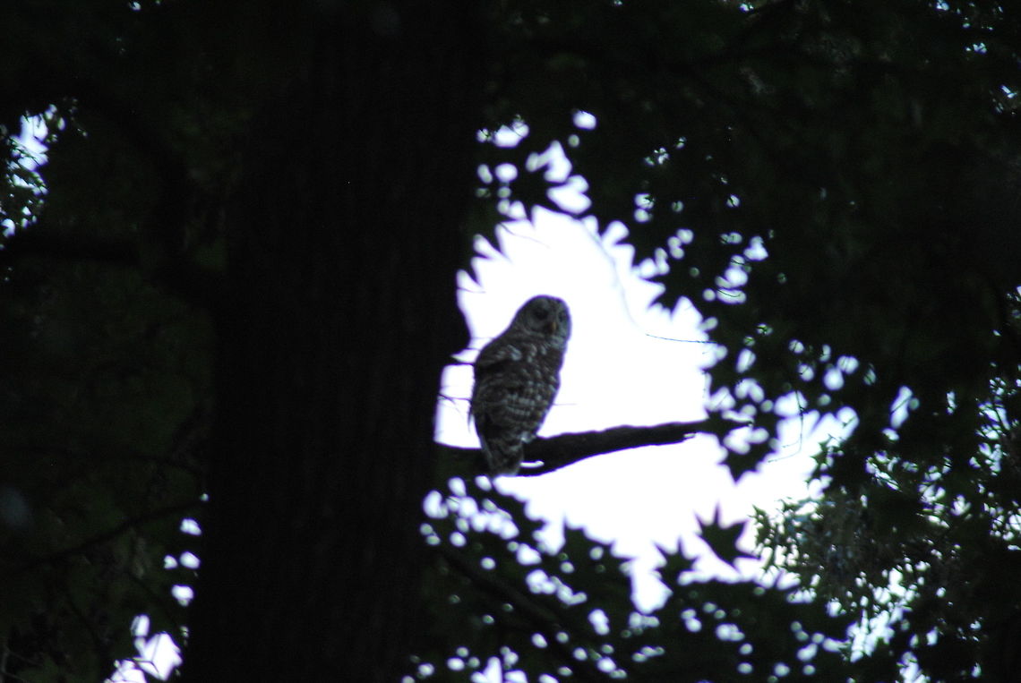 Whooo is taking a picture of me? Barred Owl resting in a pine tree in my neighborhood. Barn Owl,Barred Owl,Strix varia,Tyto alba