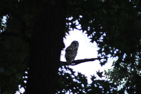 Whooo is taking a picture of me? Barred Owl resting in a pine tree in my neighborhood. Barn Owl,Barred Owl,Strix varia,Tyto alba