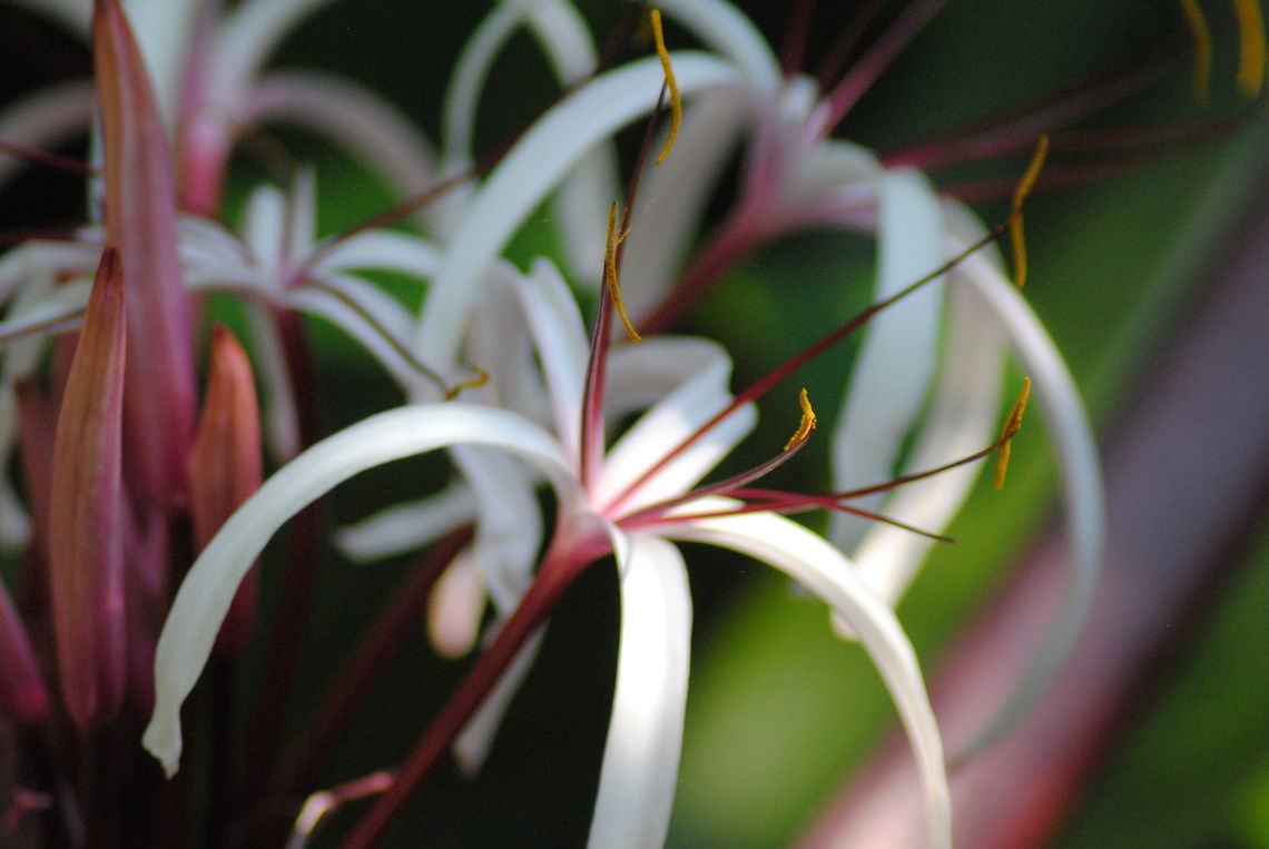 Lily @ Houston Zoo Lily at the Houston Zoo Crinum amabile
