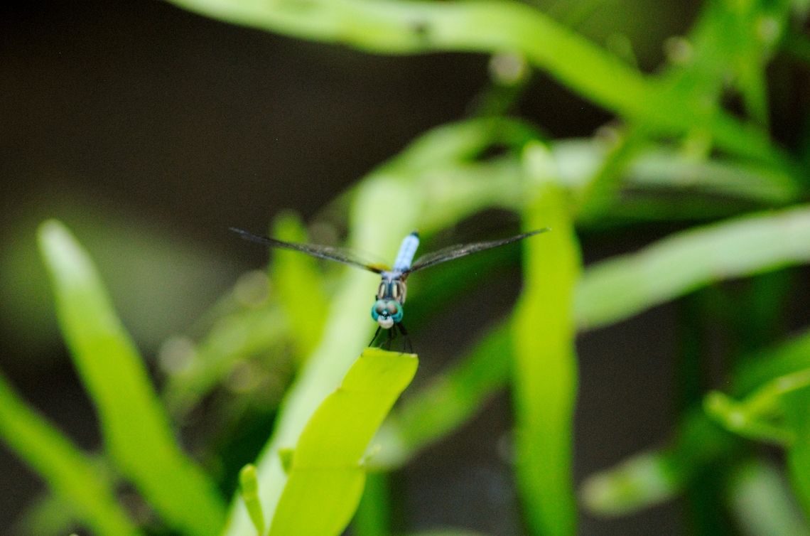 Flight of the Dragonfly dragon fly on a leaf at Mercer Arboretum in Spring, TX Blue dasher,Pachydiplax longipennis