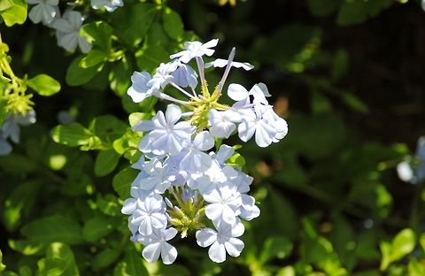 INNOCENCE Bluebonnet Seeding area at Mercer Arboretum in Spring, TX Cape leadwort,Plumbago auriculata