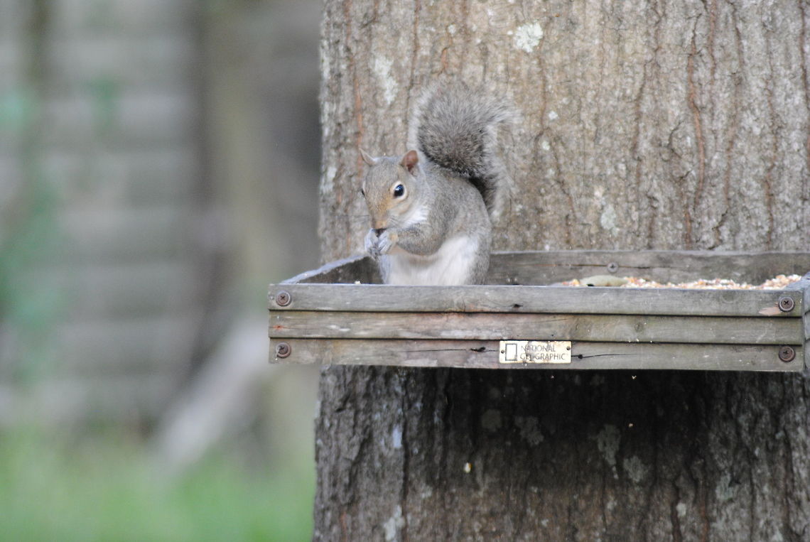 "SQUIRREL!!" Young squirrel grabbing and afternoon snack! Eastern gray squirrel,Sciurus carolinensis