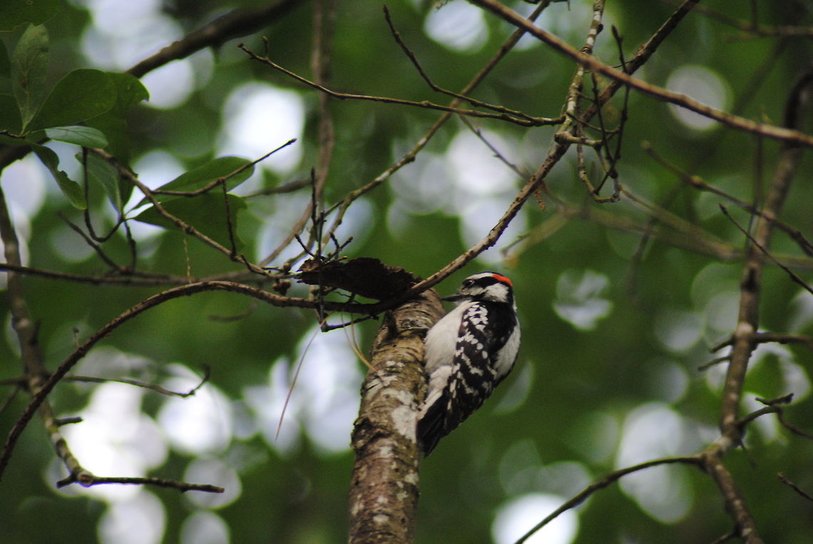 Hanging Out Downy Woodpecker hanging out Downy Woodpecker,Downy woodpecker,Dryobates pubescens