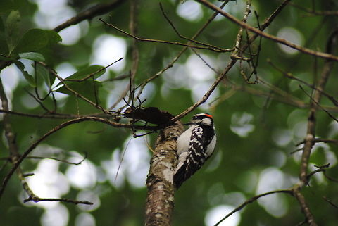 Hanging Out Downy Woodpecker hanging out Downy Woodpecker,Downy woodpecker,Dryobates pubescens