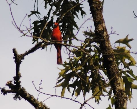 Hello from Heaven Red cardinals remind me of my grandmother who left this earth in 2001.  Every time I see a cardinal, I feel like she is saying hello from heaven. Cardinalis cardinalis,Northern Cardinal