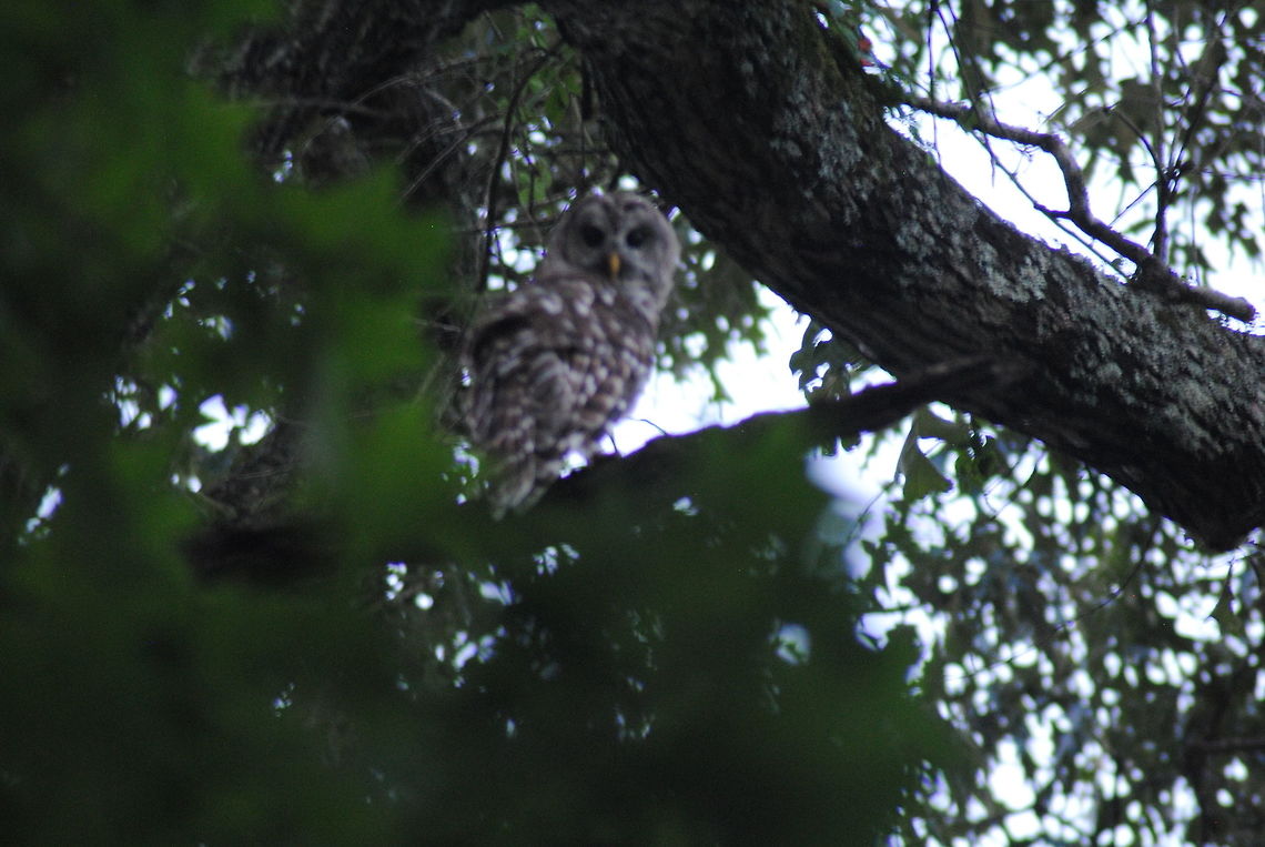Say HOOT! Barred Owl in my yard! Barred Owl,Strix varia