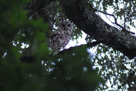 Say HOOT! Barred Owl in my yard! Barred Owl,Strix varia