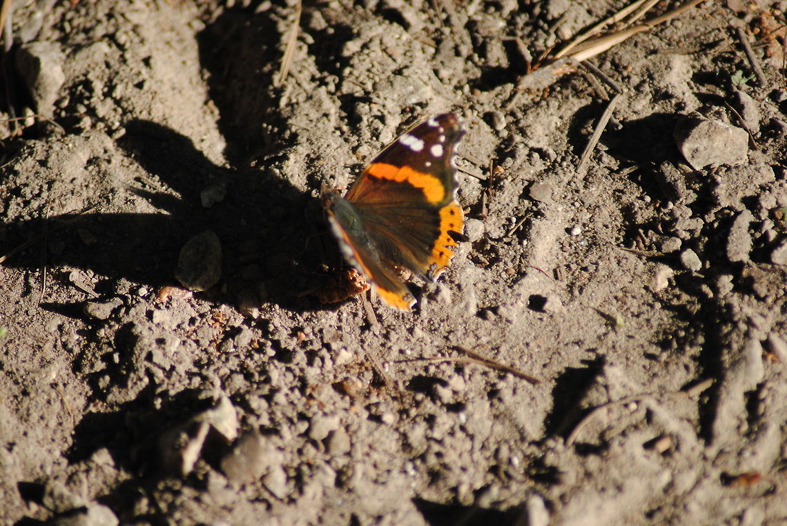 Butterfly Silhouette Red Admiral Butterfly in my driveway! Red Admiral,Vanessa atalanta