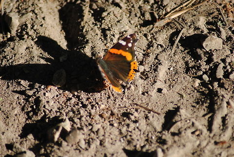 Butterfly Silhouette Red Admiral Butterfly in my driveway! Red Admiral,Vanessa atalanta