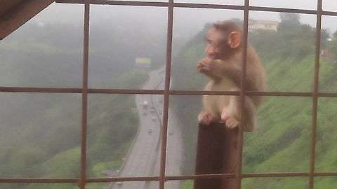 IMG_20160718_131522  Bonnet macaque,Macaca radiata