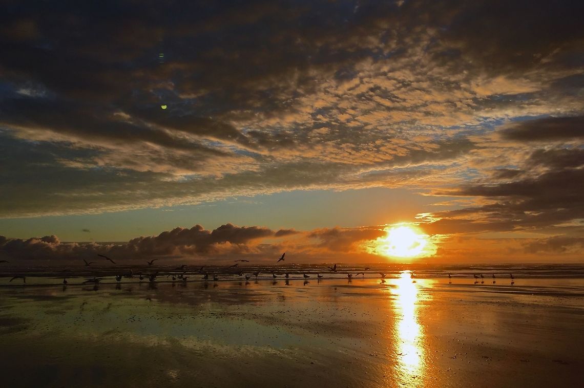 Sunset At Longbeach Great Sunset with some Glaucous Gulls in the foreground  Beach,Glaucous gull,Larus hyperboreus,Sunset,seagull