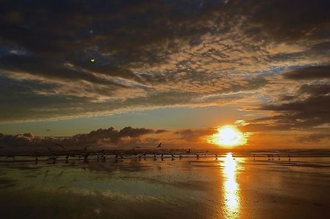 Sunset At Longbeach Great Sunset with some Glaucous Gulls in the foreground  Beach,Glaucous gull,Larus hyperboreus,Sunset,seagull