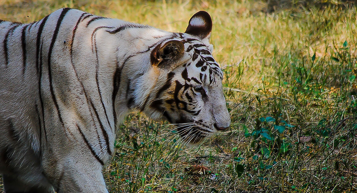 tiger_on_brawl-0458  Panthera tigris,Tiger
