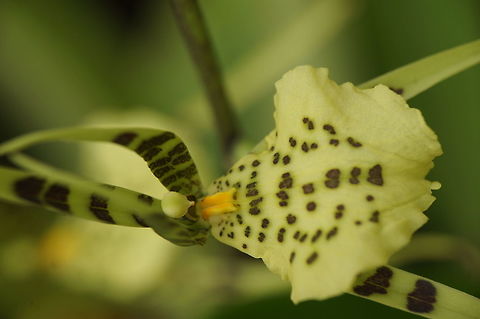 Brassia maculata at Lankester Botanical Gardens  Brassia maculata,Costa Rica,Geotagged,Spotted Brassia,Summer