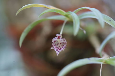 Dichaea sp. Taken at Lankester Botanical Garden, Cartago, Costa Rica. Labeled as Dichaea panamensis, but in reviewing other resources, I feel that identification is incorrect.  Dichaea panamensis