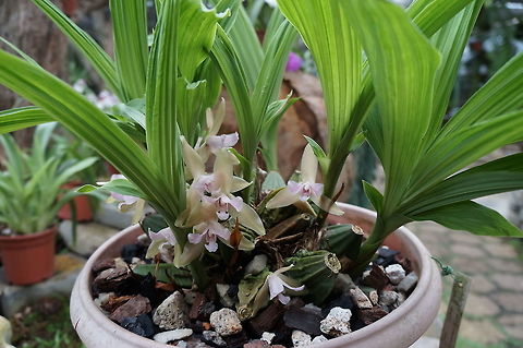 Lycaste tricolor at Lankester Botanical Garden See http://www.orchidspecies.com/lyctricolor.htm Lycaste tricolor