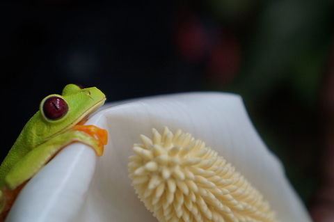 Red eyed tree frog Taken at the Institute for Tropical Ecology and Conservation, Bocas del Toro, Panama Agalychnis callidryas,Geotagged,Panama,Red-eyed tree frog,Summer