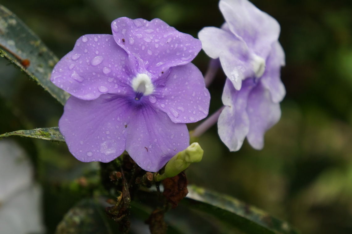 Brunfelsia grandiflora Taken at Reserva Silvestre El Jaguar, www.jaguarreserve.org, Nicaragua Brunfelsia grandiflora,Geotagged,Nicaragua,Winter,brunfelsia grandiflora