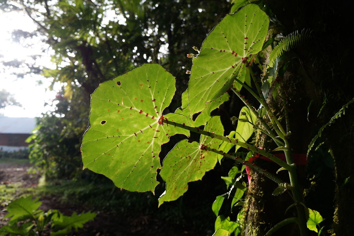 Begonia manicata  Taken at Reserva Silvestre El Jaguar, www.jaguarreserve.org, Nicaragua  Begonia manicata