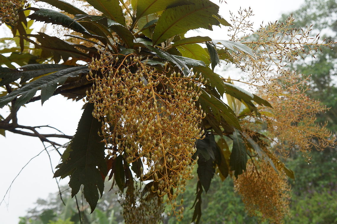 Bocconia frutescens Taken at Reserva Silvestre El Jaguar, Nicaragua Bocconia frutescens,Geotagged,Nicaragua,Winter