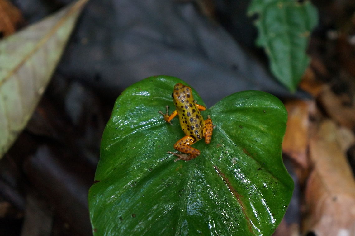 Oophaga pumilio Color morph on Isla Colon, Bocas del Toro, Panama.  Taken at Institute for Tropical Ecology and Conservation. Geotagged,Oophaga pumilio,Panama,Strawberry poison-dart frog,Summer