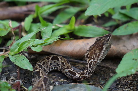 Fer-de-Lance Taken at the Institute for Tropical Ecology and Conservation, Bocas del Toro, Panama. The local common name is equis. Bothrops asper,Geotagged,Panama,Summer