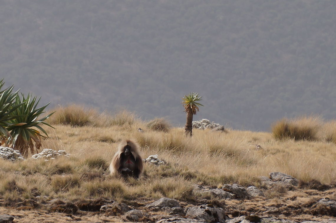 Male gelada, Simien Mountains National Park, Ethiopia  Ethiopia,Gelada,Geotagged,Theropithecus gelada,Winter