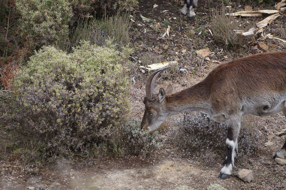 Walia ibex in Simien Mountains National Park, Ethiopia  Capra  walie,Ethiopia,Geotagged,Walia ibex,Winter
