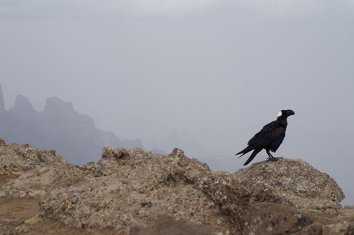 Thick-billed raven Simien Mountains National Park, Ethiopia Corvus crassirostris,Ethiopia,Geotagged,Thick-billed raven,Winter
