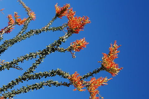 Ocotillo Anza-Borrego Desert State Park, Borrego Springs, California Fouquieria splendens,Geotagged,United States,Winter