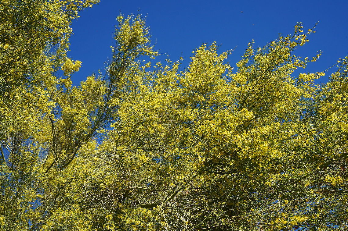 Blue palo verde Anza Borrego Desert State Park, California Geotagged,Parkinsonia florida,United States,Winter