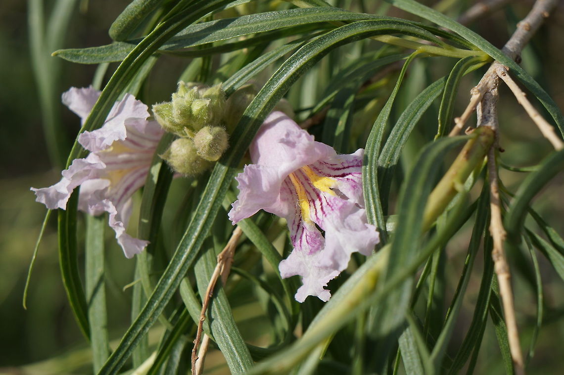 Chilopsis linearis, Bignoniaceae A neat example of convergent evolution, this shrub looks very much like a willow and grows in similar habitat, yet is not closely related. Anza Borrego Desert State Park, California. Chilopsis,Chilopsis linearis,Geotagged,Spring,United States