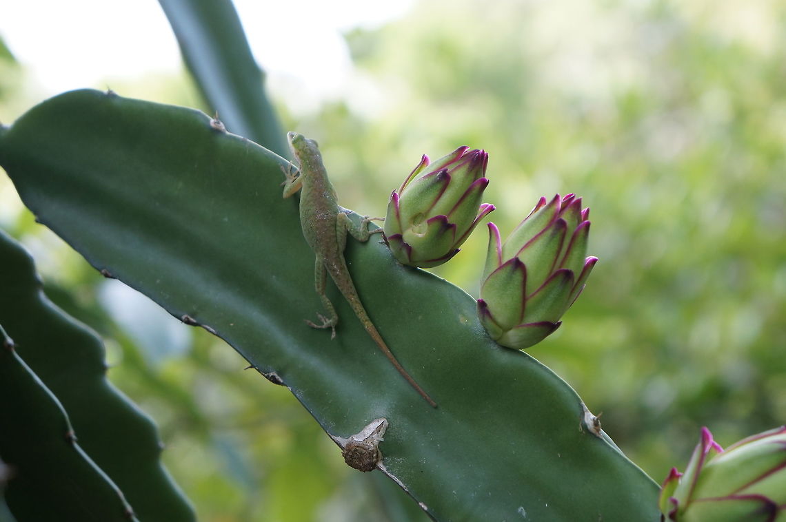 Dragon fruit with mini-dragon The buds of pitahaya flowers, taken at the Kampong in Coconut Grove, Florida.  Cactaceae Geotagged,Hylocereus undatus,Summer,United States,hylocereus undatus