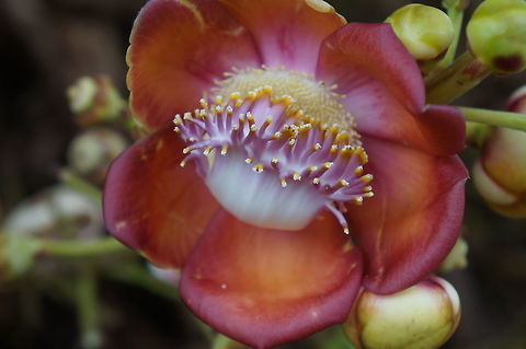 Couroupita guianensis (Cannonball tree), Lecythidaceae Taken at the Fairchild Tropical Botanic Garden, Coral Gables, Florida Cannonball tree,Couroupita guianensis,Geotagged,Summer,United States