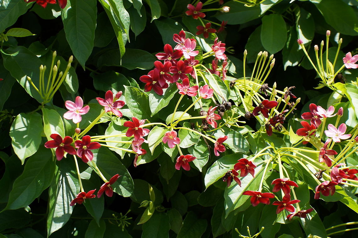 Combretum indicum (Rangoon creeper), Combretaceae Taken at the Fairchild Tropical Botanical Gardens, Coral Gables, Florida Combretum indicum,Geotagged,Rangoon creeper,Summer,United States