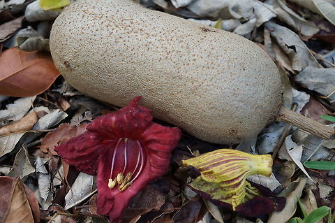 Sausage Tree - fruit and flower Kigelia africana, Bignoniaceae.  Taken at the Kampong, Coconut Grove, Florida. Geotagged,Kigelia africana,Summer,United States